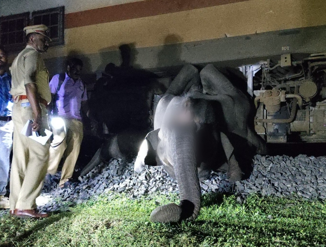 உலக யானைகள் தினத்தில் நேர்ந்த சோகம்: தமிழக - கேரள எல்லையில் ரயில் மோதி 2 யானைகள் உயிரிழப்பு.